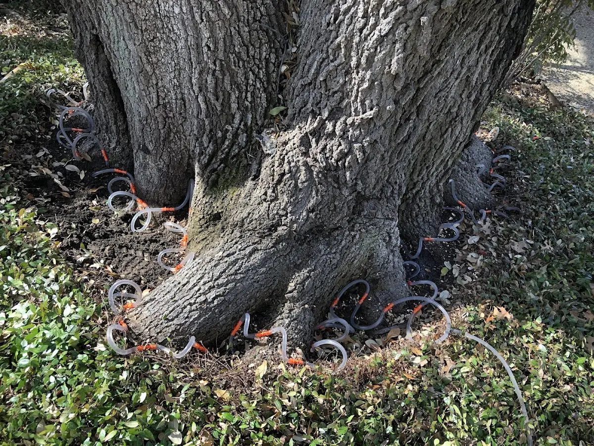Detailed Tree Cabling and Bracing job site in Royal City