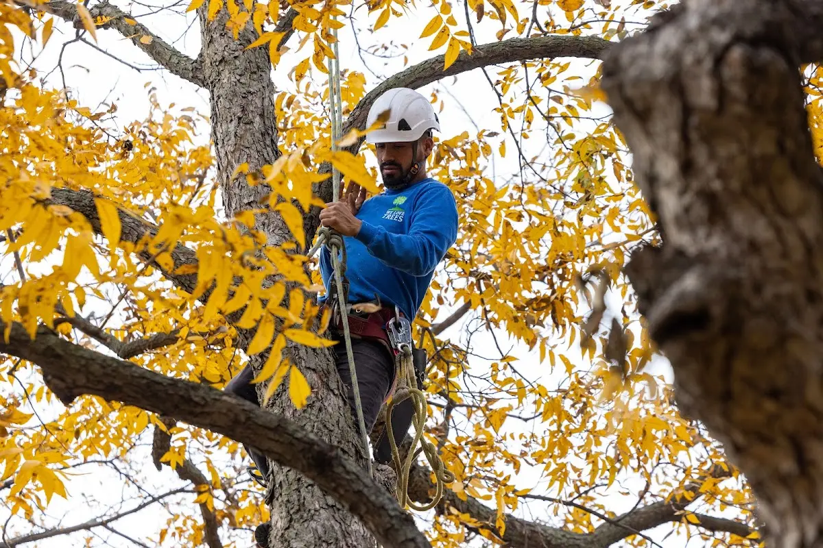 Skilled Tree Pruning crew working in Royal City