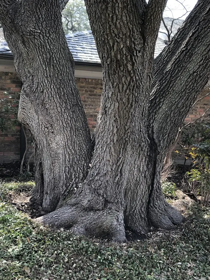 Mature heritage tree close to a Royal City property cared for by certified arborists